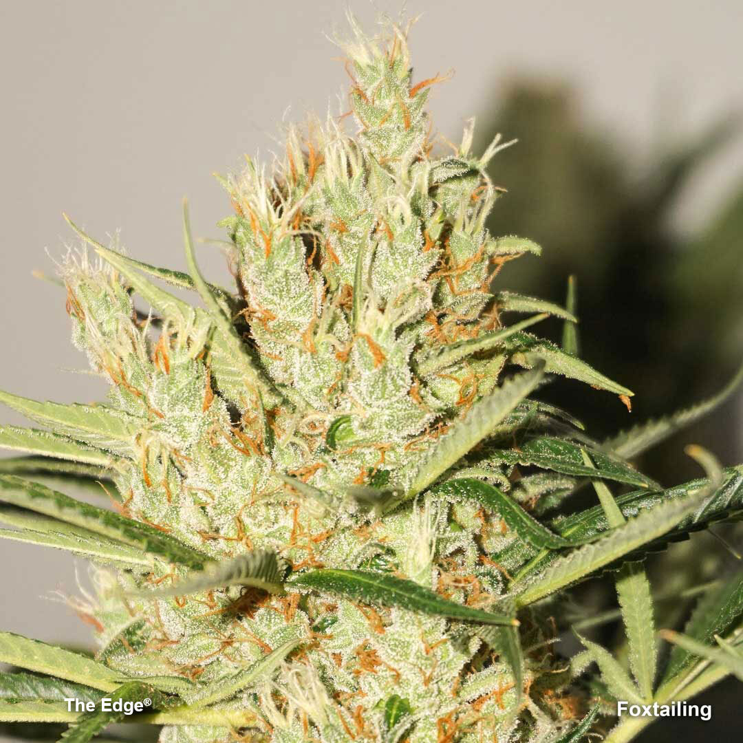 foxtailing-The-edge-cannabis-bud 